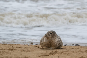 Common seal pup, Phocina vitulina, resting on sand beach, UK Image taken at distance and cropped