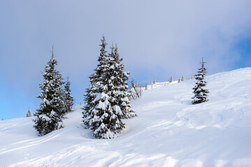 Ski slope in white snow in a forest of green pines and firs