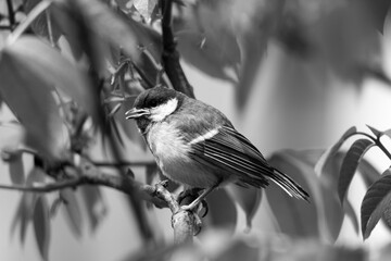 Great Tit in walnuttree