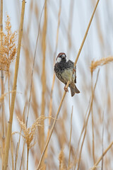 Spanish Sparrow (Passer hispaniolensis) perched on a branch in reeds.