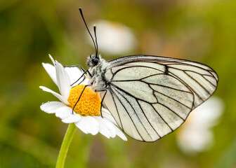 Butterfly on the colorful flower in nature. Scientific name; Aporia crataegi
