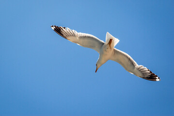 Gull fly against blue sky on Corfu Island, Greece
