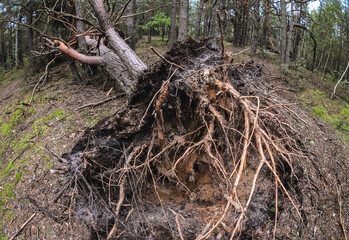 A pine tree felled after windstorm in Mazowsze region of Poland