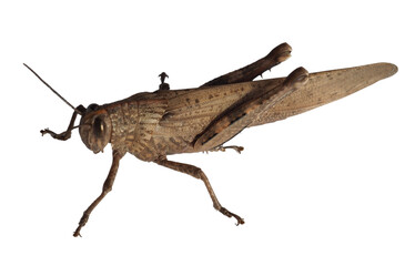grasshopper insect animal transparent PNG