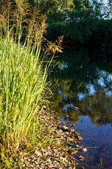 Picturesque river bank with reed thickets and water surface