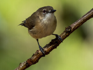 Large-billed Gerygone in Queensland Australia