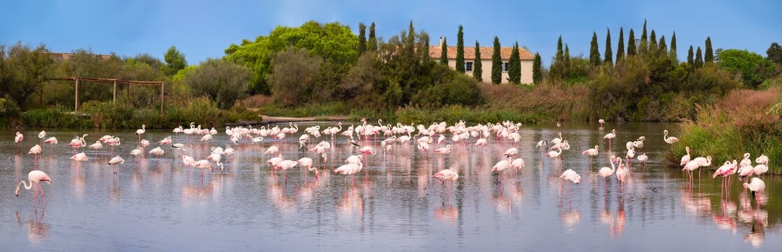 Group of greater Flamingos in the water in the nature habitat of Camargue, France. Wildlife scene from nature.