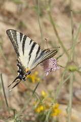 Closeup on the European Scarce swallowtail butterfly, Iphiclides podalirius, drinking nectar from a pink scabious flower