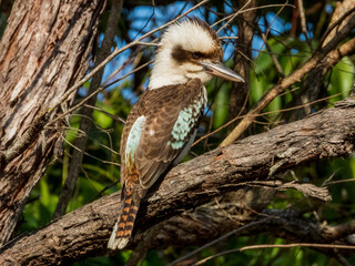 Laughing Kookaburra in Queensland Australia