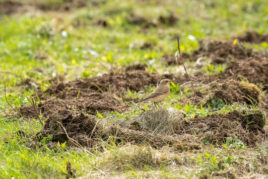 a Wheatear (Oenanthe oenanthe) searching for food amongst over-turned soil. 
