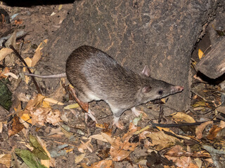 Long-nosed Bandicoot in Queensland Australia