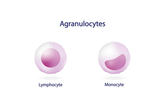 Agranulocytes, monocyte and lymphocyte.  Leukocytes, White blood cell. vector illustration. Vector illustration.