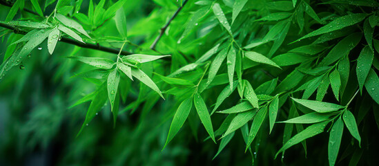 Green bamboo leaves as panorama background - obrazy, fototapety, plakaty