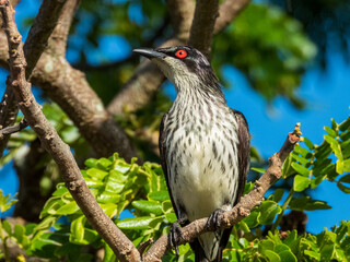 Metallic Starling in Queensland Australia