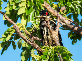 Metallic Starling in Queensland Australia