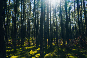 Obraz premium Beautiful pine and fir forest with thick layer of green moss covering the forest floor. Scenic view Sunlight shining through the branches. Forest land background. Magical Deep foggy Forest Misty Old