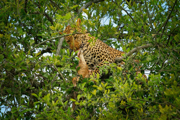 Leopard - Panthera pardus, big spotted yellow cat in Africa, genus Panthera cat family Felidae, Big cat in the green tree lying and eating hunted antelope, open red jaws with piece of meat