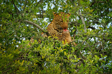 Leopard - Panthera pardus, big spotted yellow cat in Africa, genus Panthera cat family Felidae, Big cat in the green tree lying and eating hunted antelope, open red jaws with piece of meat