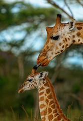 Mother love of Rothschild's giraffe - Giraffa camelopardalis rothschildi subspecies of the Northern giraffe, also Baringo or Nubian or as the Ugandan giraffe, long neck mammal Africa