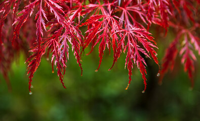 Red acer in garden after rain