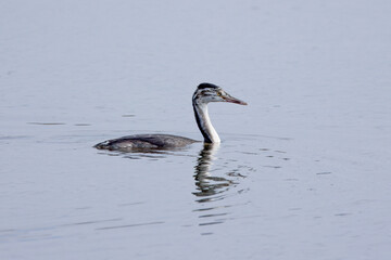 池に浮かぶカンムリカイツブリの若鳥