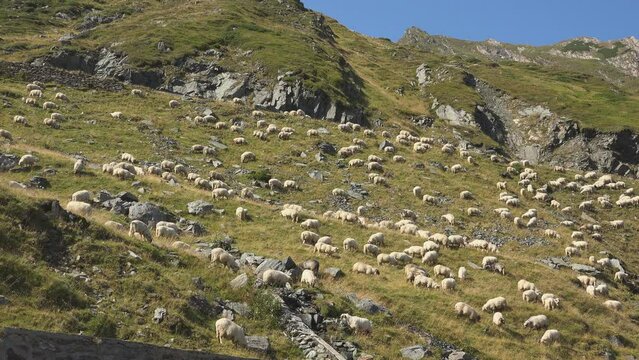 Sheep herd grazing the alpine pasture