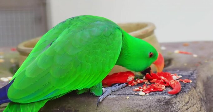 Bright green Macaw parrot eating red hot pepper
