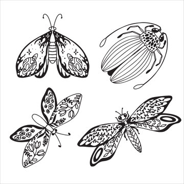 Set of beautiful butterflies and other insects. Dragonfly insect. Decorative stylized insect drawn by hand in black. wings Beetle. Vector illustration on a white background.