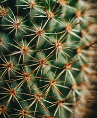 Fototapeta premium Cactus macro photography background