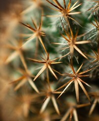 Cactus macro photography background