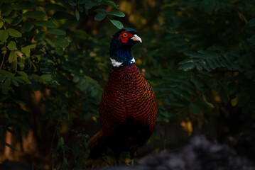 Fototapeta premium The common pheasant, Phasianus colchicus, is a bird in the pheasant family