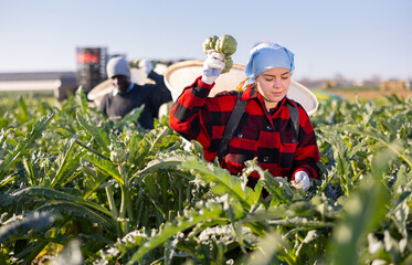 Young hardworking woman farmer working on a plantation harvests artichokes by putting crop in a bucket