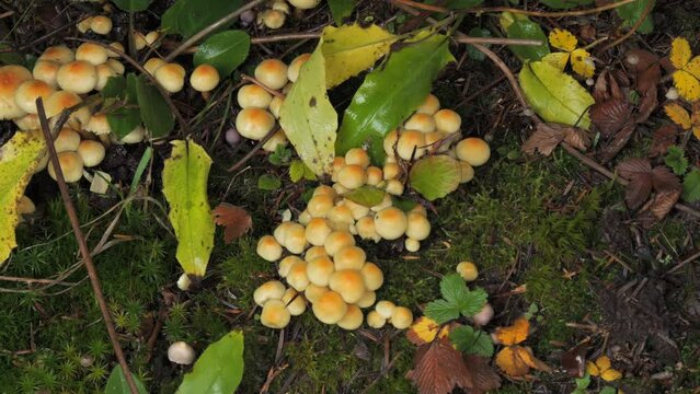 The mushroom picker's hand picks up a pine branch, and under it there are many forest mushrooms growing on the ground covered with moss. Autumn harvest of mushrooms in the forest