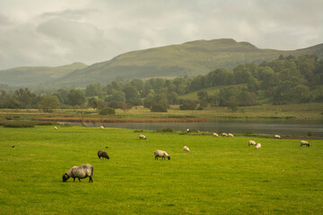 Fototapeta na wymiar green field with sheeps