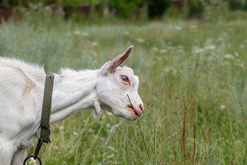 A white goat is grazing in a meadow.A cute small goat is eating green grass on a lawn.