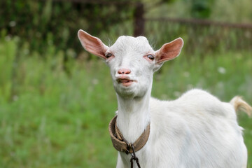 Portrait of a funny little goat.White goat with a funny muzzle.Theme: funny animals.