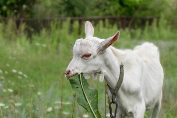 Obraz premium A white goat is grazing in a meadow.A cute small goat is eating green grass on a lawn.