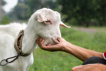 A man caresses a small white goat.Man and animals together.Friendship with pets.