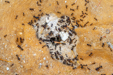 macro photography of a round hole anthill with ants in focus and others out of focus