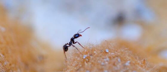macrophotography of an ant in profile climbing what looks like a hill.