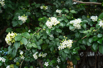 Bouquet blossom Murraya paniculata, orange jasmine white smell flower with leaf on tree background.Freshness Myanmar asian floral healthy herb tree plant ornament jasmine on tree natural spring summer