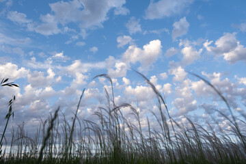 Hermoso cielo con cultivos creciendo