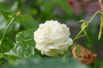 Blossom asia bouquet fresh double jasmine flower aromatic relaxing with leaf over nature background. Floral bloom smell Mali jasmine thai symbol mother day buddhist on green leaf garden background.