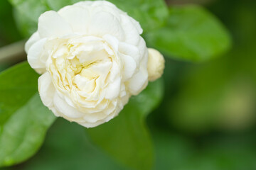 Blossom asia bouquet fresh double jasmine flower aromatic relaxing with leaf over nature background. Floral bloom smell Mali jasmine thai symbol mother day buddhist on green leaf garden background.