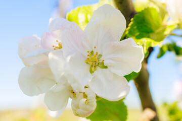 Fruit tree flower in early spring with selective focus close-up. Spring background with copy space