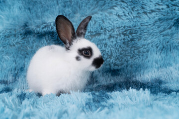 Lovely healthy baby rabbit ear bunny sitting playful on blue background. Little tiny furry black white infant bunny bright eyes rabbit watching something on carpet blue background. Easter animal pet.