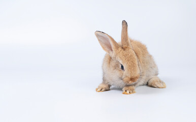 Adorable newborn baby rabbit bunnies brown looking at something sitting over isolated white background. Puppy lovely furry brown bunny ears rabbit playful with copy space. Easter bunny animal concept.