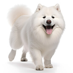 Samoyed Dog Isolated on White Background - Generative AI