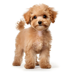 Toy Poodle Dog Isolated on White Background - Generative AI