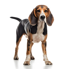 Walker Coonhound Dog Isolated on White Background - Generative AI